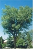 Elm trees